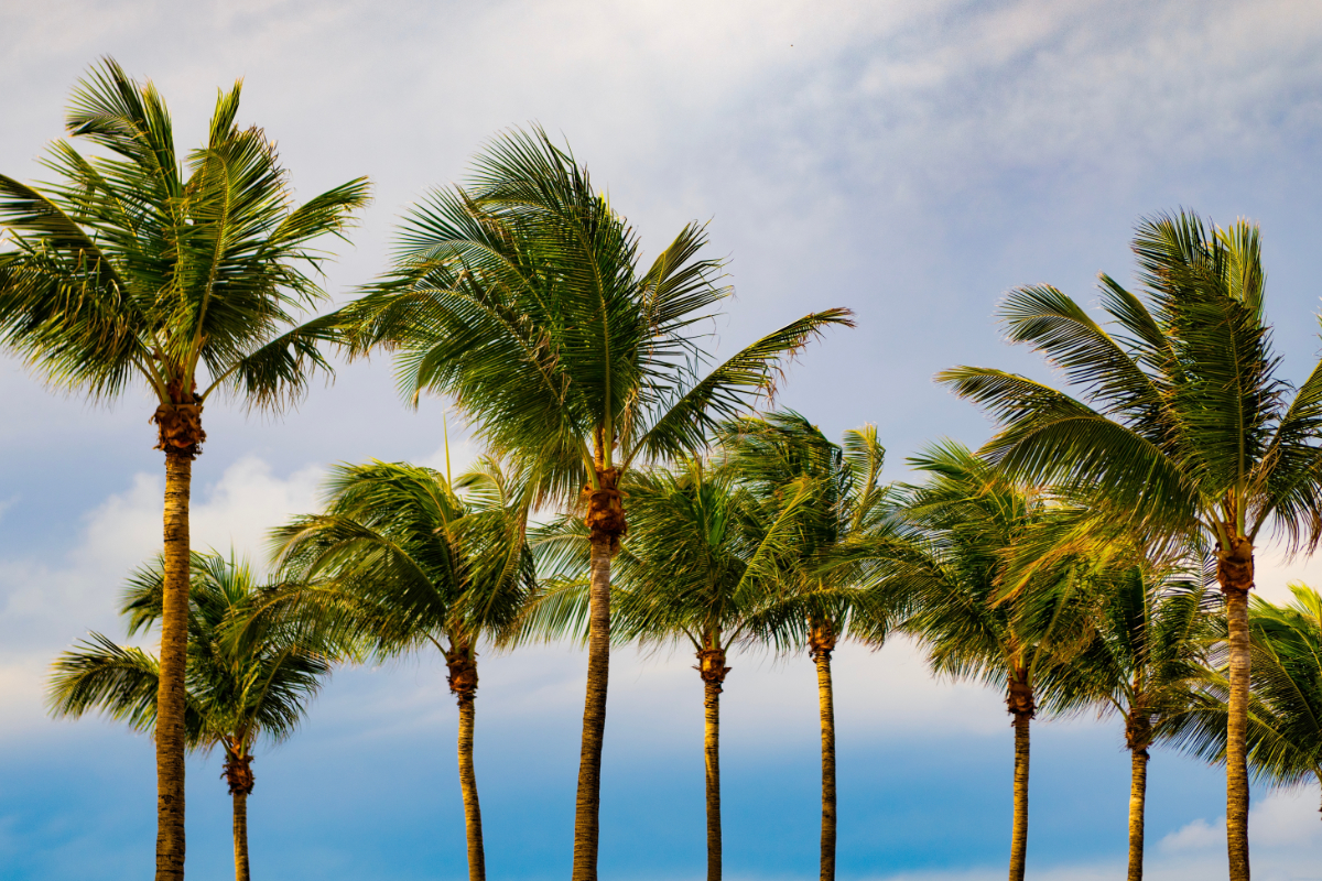 California Palms 1200X800